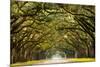 A Stunning, Long Path Lined with Ancient Live Oak Trees Draped in Spanish Moss in the Warm, Late Af-Serge Skiba-Mounted Photographic Print