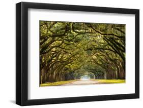 A Stunning, Long Path Lined with Ancient Live Oak Trees Draped in Spanish Moss in the Warm, Late Af-Serge Skiba-Framed Photographic Print