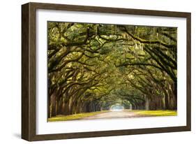 A Stunning, Long Path Lined with Ancient Live Oak Trees Draped in Spanish Moss in the Warm, Late Af-Serge Skiba-Framed Photographic Print