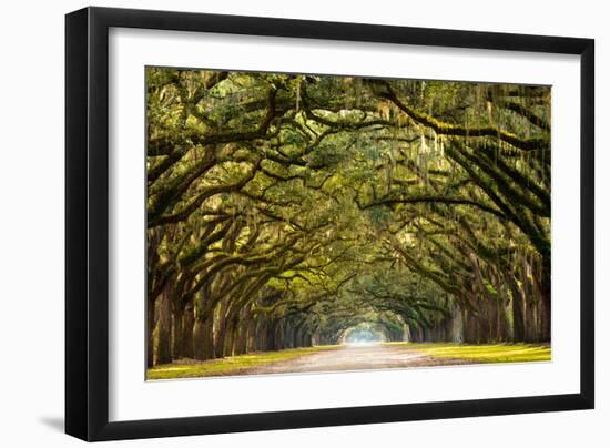 A Stunning, Long Path Lined with Ancient Live Oak Trees Draped in Spanish Moss in the Warm, Late Af-Serge Skiba-Framed Photographic Print