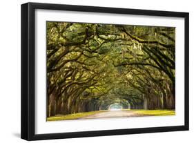 A Stunning, Long Path Lined with Ancient Live Oak Trees Draped in Spanish Moss in the Warm, Late Af-Serge Skiba-Framed Photographic Print