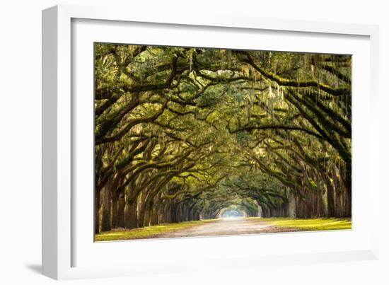 A Stunning, Long Path Lined with Ancient Live Oak Trees Draped in Spanish Moss in the Warm, Late Af-Serge Skiba-Framed Photographic Print