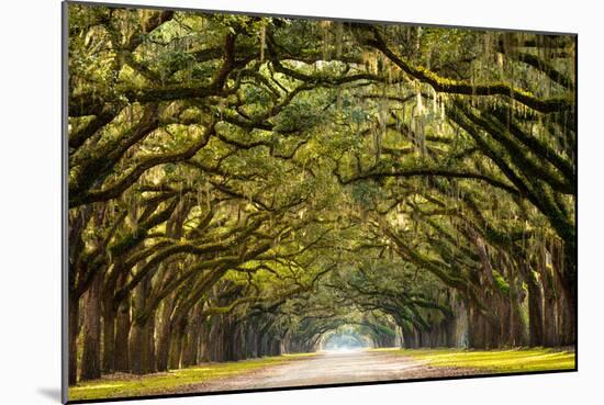 A Stunning, Long Path Lined with Ancient Live Oak Trees Draped in Spanish Moss in the Warm, Late Af-Serge Skiba-Mounted Photographic Print