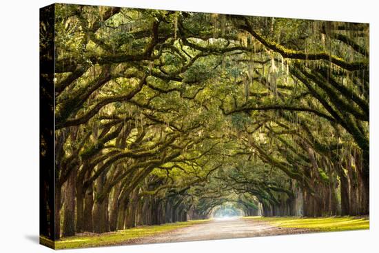 A Stunning, Long Path Lined with Ancient Live Oak Trees Draped in Spanish Moss in the Warm, Late Af-Serge Skiba-Stretched Canvas