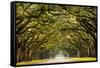 A Stunning, Long Path Lined with Ancient Live Oak Trees Draped in Spanish Moss in the Warm, Late Af-Serge Skiba-Framed Stretched Canvas