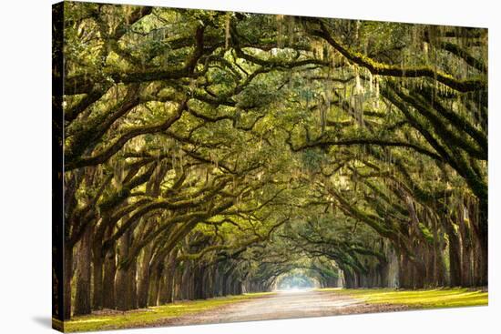 A Stunning, Long Path Lined with Ancient Live Oak Trees Draped in Spanish Moss in the Warm, Late Af-Serge Skiba-Stretched Canvas