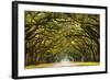 A Stunning, Long Path Lined with Ancient Live Oak Trees Draped in Spanish Moss in the Warm, Late Af-Serge Skiba-Framed Photographic Print