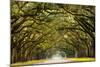 A Stunning, Long Path Lined with Ancient Live Oak Trees Draped in Spanish Moss in the Warm, Late Af-Serge Skiba-Mounted Photographic Print