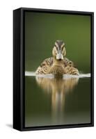 A Sub-Adult Female Mallard (Anas Platyrhynchos) Swimming on a Still Lake, Derbyshire, England-Andrew Parkinson-Framed Stretched Canvas