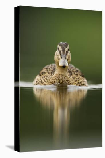 A Sub-Adult Female Mallard (Anas Platyrhynchos) Swimming on a Still Lake, Derbyshire, England-Andrew Parkinson-Stretched Canvas