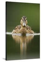 A Sub-Adult Female Mallard (Anas Platyrhynchos) Swimming on a Still Lake, Derbyshire, England-Andrew Parkinson-Stretched Canvas