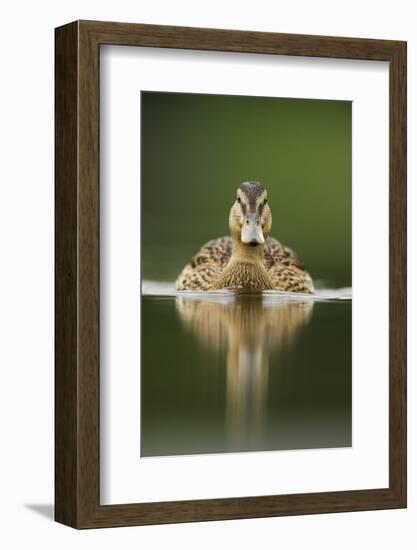 A Sub-Adult Female Mallard (Anas Platyrhynchos) Swimming on a Still Lake, Derbyshire, England-Andrew Parkinson-Framed Premium Photographic Print