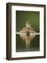 A Sub-Adult Female Mallard (Anas Platyrhynchos) Swimming on a Still Lake, Derbyshire, England-Andrew Parkinson-Framed Premium Photographic Print