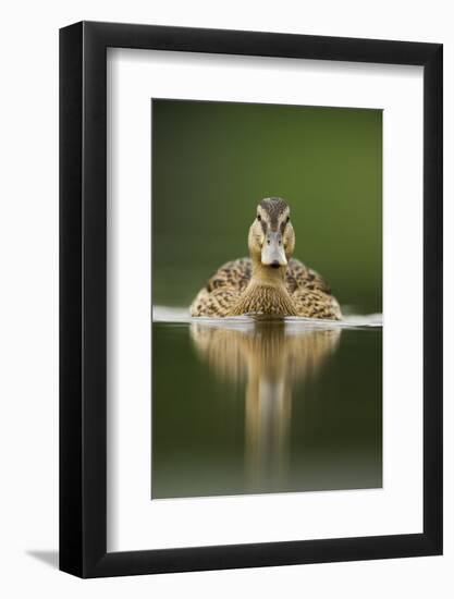 A Sub-Adult Female Mallard (Anas Platyrhynchos) Swimming on a Still Lake, Derbyshire, England-Andrew Parkinson-Framed Premium Photographic Print