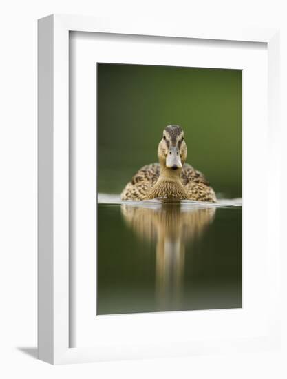 A Sub-Adult Female Mallard (Anas Platyrhynchos) Swimming on a Still Lake, Derbyshire, England-Andrew Parkinson-Framed Premium Photographic Print