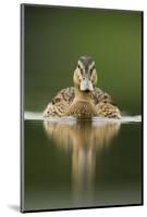 A Sub-Adult Female Mallard (Anas Platyrhynchos) Swimming on a Still Lake, Derbyshire, England-Andrew Parkinson-Mounted Premium Photographic Print