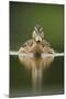 A Sub-Adult Female Mallard (Anas Platyrhynchos) Swimming on a Still Lake, Derbyshire, England-Andrew Parkinson-Mounted Photographic Print