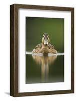 A Sub-Adult Female Mallard (Anas Platyrhynchos) Swimming on a Still Lake, Derbyshire, England-Andrew Parkinson-Framed Photographic Print