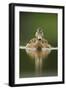 A Sub-Adult Female Mallard (Anas Platyrhynchos) Swimming on a Still Lake, Derbyshire, England-Andrew Parkinson-Framed Photographic Print