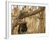 A Sudanese Girl Plays Inside a Thatched Hut at the Refugee Camp of Zamzam-null-Framed Photographic Print