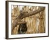 A Sudanese Girl Plays Inside a Thatched Hut at the Refugee Camp of Zamzam-null-Framed Photographic Print