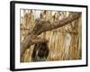 A Sudanese Girl Plays Inside a Thatched Hut at the Refugee Camp of Zamzam-null-Framed Photographic Print