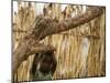 A Sudanese Girl Plays Inside a Thatched Hut at the Refugee Camp of Zamzam-null-Mounted Photographic Print