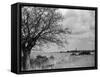 A Suffolk (England) Landscape, Near Blythburgh, with its Church Tower in the Distance-null-Framed Stretched Canvas