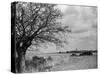 A Suffolk (England) Landscape, Near Blythburgh, with its Church Tower in the Distance-null-Stretched Canvas