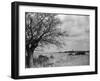 A Suffolk (England) Landscape, Near Blythburgh, with its Church Tower in the Distance-null-Framed Photographic Print