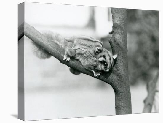 A Sugar Glider on a Branch with Her Baby on Her Back, London Zoo, 1929 (B/W Photo)-Frederick William Bond-Stretched Canvas