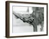 A Sugar Glider on a Branch with Her Baby on Her Back, London Zoo, 1929 (B/W Photo)-Frederick William Bond-Framed Giclee Print