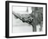 A Sugar Glider on a Branch with Her Baby on Her Back, London Zoo, 1929 (B/W Photo)-Frederick William Bond-Framed Giclee Print