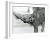 A Sugar Glider on a Branch with Her Baby on Her Back, London Zoo, 1929 (B/W Photo)-Frederick William Bond-Framed Giclee Print