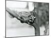 A Sugar Glider on a Branch with Her Baby on Her Back, London Zoo, 1929 (B/W Photo)-Frederick William Bond-Mounted Giclee Print