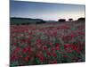 A Summer Dawn in the North Norfolk Countryside Near Burnham Market, Norfolk, England, Uk-Jon Gibbs-Mounted Photographic Print