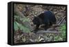 A Sun Bear (Helarctos Malayanus) at the Bornean Sun Bear Conservation Center-Craig Lovell-Framed Stretched Canvas