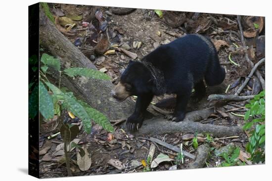 A Sun Bear (Helarctos Malayanus) at the Bornean Sun Bear Conservation Center-Craig Lovell-Stretched Canvas