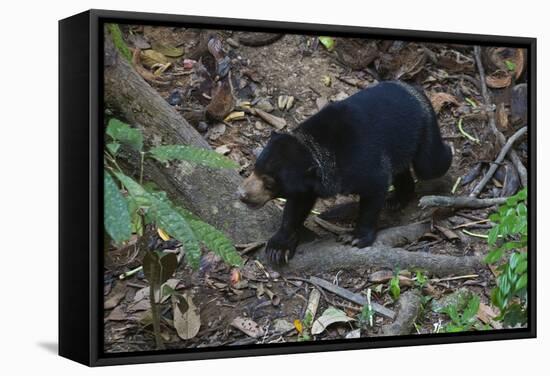 A Sun Bear (Helarctos Malayanus) at the Bornean Sun Bear Conservation Center-Craig Lovell-Framed Stretched Canvas