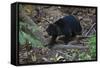 A Sun Bear (Helarctos Malayanus) at the Bornean Sun Bear Conservation Center-Craig Lovell-Framed Stretched Canvas