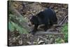 A Sun Bear (Helarctos Malayanus) at the Bornean Sun Bear Conservation Center-Craig Lovell-Stretched Canvas