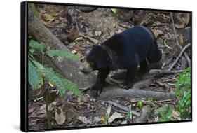 A Sun Bear (Helarctos Malayanus) at the Bornean Sun Bear Conservation Center-Craig Lovell-Framed Stretched Canvas