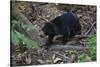 A Sun Bear (Helarctos Malayanus) at the Bornean Sun Bear Conservation Center-Craig Lovell-Stretched Canvas