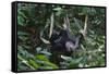 A Sun Bear (Helarctos Malayanus) at the Bornean Sun Bear Conservation Center-Craig Lovell-Framed Stretched Canvas