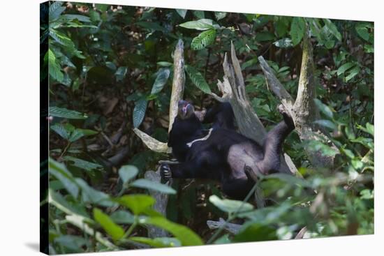 A Sun Bear (Helarctos Malayanus) at the Bornean Sun Bear Conservation Center-Craig Lovell-Stretched Canvas