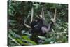 A Sun Bear (Helarctos Malayanus) at the Bornean Sun Bear Conservation Center-Craig Lovell-Stretched Canvas