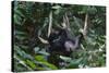 A Sun Bear (Helarctos Malayanus) at the Bornean Sun Bear Conservation Center-Craig Lovell-Stretched Canvas