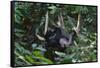 A Sun Bear (Helarctos Malayanus) at the Bornean Sun Bear Conservation Center-Craig Lovell-Framed Stretched Canvas