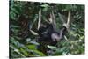 A Sun Bear (Helarctos Malayanus) at the Bornean Sun Bear Conservation Center-Craig Lovell-Stretched Canvas