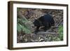 A Sun Bear (Helarctos Malayanus) at the Bornean Sun Bear Conservation Center-Craig Lovell-Framed Photographic Print